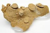 Miniature Fossil Cluster (Ammonites, Brachiopods) - France #212429-2